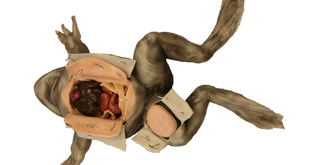 Frog Dissection Trainer